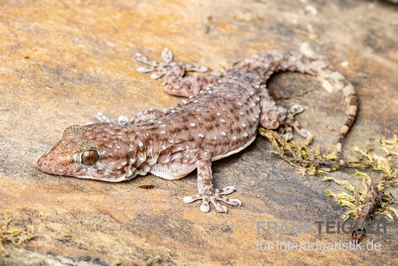 Sierra Leone Mauergecko, Tarentola Parvicarinata 1 Sierra Leone Mauergecko, Tarentola Parvicarinata