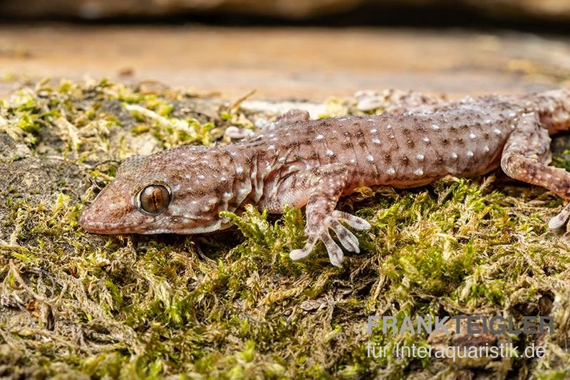 Sierra Leone Mauergecko, Tarentola Parvicarinata 2 Sierra Leone Mauergecko, Tarentola Parvicarinata – Bild 2