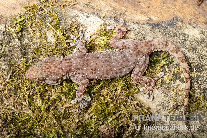 Sierra Leone Mauergecko, Tarentola Parvicarinata 3 Sierra Leone Mauergecko, Tarentola Parvicarinata – Bild 3