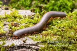 Silberner Tausendfüßer, Aulacobolus Unicatus "Silver"