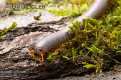 Silberner Tausendfüßer, Aulacobolus Unicatus "Silver" -Boutique-Tierhandlung Silberner Tausendfuesser Aulacobolus unicatus Silver 3
