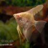 Skalar Albino Goldstripe Diamant, Pterophyllum Scalare