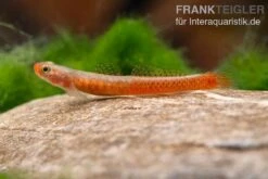 Smaragdgrundel, Stiphodon Surrufus, 1 Paar -Boutique-Tierhandlung Smaragdgrundel Stiphodon surrufus 3