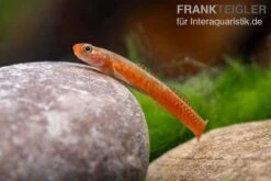 Smaragdgrundel, Stiphodon Surrufus, 1 Paar -Boutique-Tierhandlung Smaragdgrundel Stiphodon surrufus 4