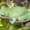 Snowflake Korallenfinger-Laubfrosch, Litoria Caerulea Snowflake