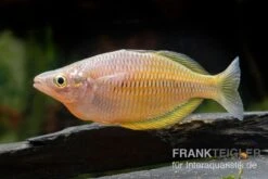 Sorong-Regenbogenfisch, Melanotaenia Fredericki Wild, 5 Tiere -Boutique-Tierhandlung Sorong Regenbogenfisch Melanotaenia fredericki Wild