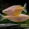 Sorong-Regenbogenfisch, Melanotaenia Fredericki Wild, 5 Tiere