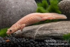 Spanischer Albino-Rippenmolch, Pleurodeles Waltl Albino -Boutique-Tierhandlung Spanischer Albino Rippenmolch Pleurodeles waltl albino 3