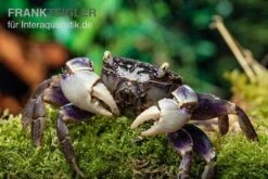 Spider Crab Sp. Blue, Neosarmatium Rotundifrons -Boutique-Tierhandlung Spider Crab Blue 13