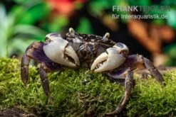 Spider Crab Sp. Blue, Neosarmatium Rotundifrons -Boutique-Tierhandlung Spider Crab Blue 9