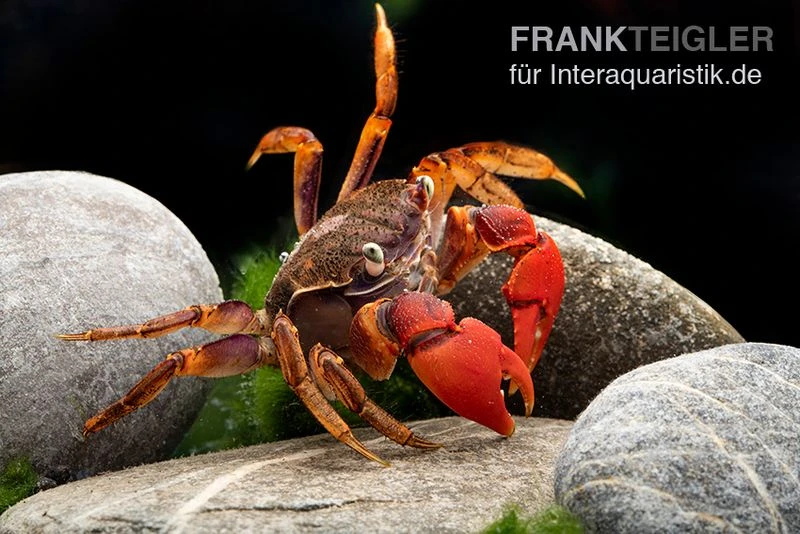 Spider Crab Sp. Extreme Red, Neosarmatium Cf. Meinerti 8 Spider Crab Sp. Extreme Red, Neosarmatium Cf. Meinerti – Bild 8