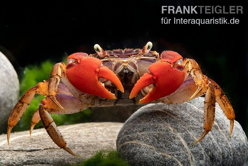 Spider Crab Sp. Extreme Red, Neosarmatium Cf. Meinerti 9 Spider Crab Sp. Extreme Red, Neosarmatium Cf. Meinerti – Bild 9