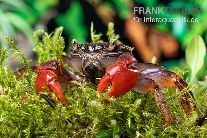 Spider Crab Sp. Extreme Red, Neosarmatium Cf. Meinerti 2 Spider Crab Sp. Extreme Red, Neosarmatium Cf. Meinerti – Bild 2