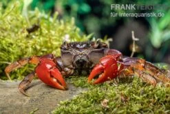 Spider Crab Sp. Extreme Red, Neosarmatium Cf. Meinerti