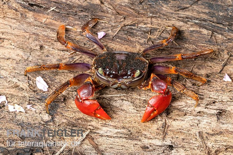 Spider Crab Sp. Extreme Red, Neosarmatium Cf. Meinerti 3 Spider Crab Sp. Extreme Red, Neosarmatium Cf. Meinerti – Bild 3