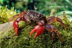 Spider Crab Sp. Extreme Red, Neosarmatium Cf. Meinerti 12 Spider Crab Sp. Extreme Red, Neosarmatium Cf. Meinerti -Boutique-Tierhandlung Spider Crab Red 5