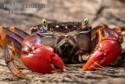Spider Crab Sp. Extreme Red, Neosarmatium Cf. Meinerti 13 Spider Crab Sp. Extreme Red, Neosarmatium Cf. Meinerti -Boutique-Tierhandlung Spider Crab Red 7