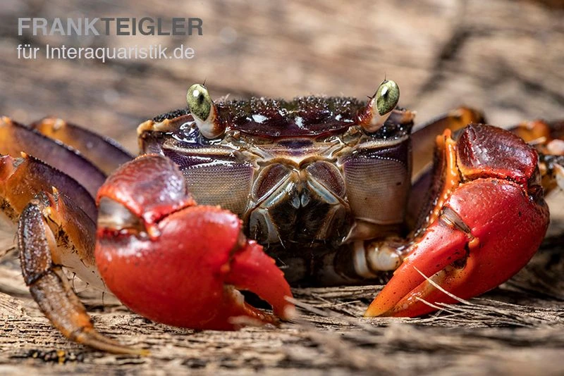 Spider Crab Sp. Extreme Red, Neosarmatium Cf. Meinerti 5 Spider Crab Sp. Extreme Red, Neosarmatium Cf. Meinerti – Bild 5