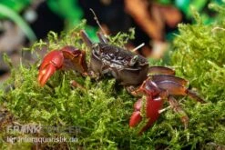 Spider Crab Sp. Extreme Red, Neosarmatium Cf. Meinerti 15 Spider Crab Sp. Extreme Red, Neosarmatium Cf. Meinerti -Boutique-Tierhandlung Spider Crab Red 8 1