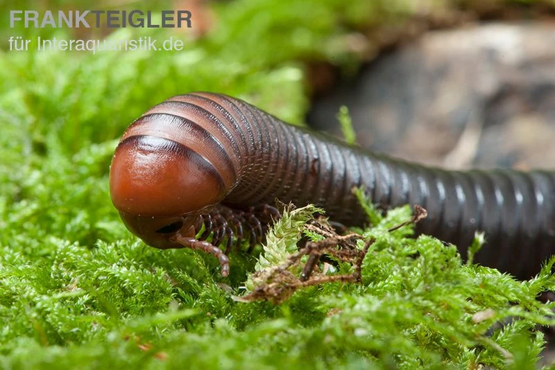 Firehead-Millipede, Spirostreptus Servatius 2 Firehead-Millipede, Spirostreptus Servatius – Bild 2