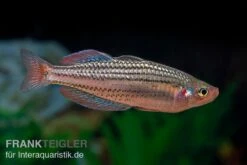 Starche-Creek-Regenbogenfisch, Melanotaenia Maccullochi "Starche Creek", 5 Tiere -Boutique-Tierhandlung Starche Creek Regenbogenfisch Melanotaenia maccullochi Starche Creek 3