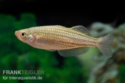 Starche-Creek-Regenbogenfisch, Melanotaenia Maccullochi "Starche Creek", 5 Tiere -Boutique-Tierhandlung Starche Creek Regenbogenfisch Melanotaenia maccullochi Starche Creek 4