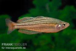 Starche-Creek-Regenbogenfisch, Melanotaenia Maccullochi "Starche Creek", 5 Tiere -Boutique-Tierhandlung Starche Creek Regenbogenfisch Melanotaenia maccullochi Starche Creek 5