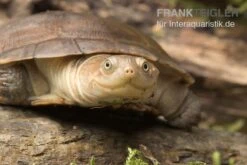 Starrbrust-Pelomeduse, Pelomedusa Subrufa -Boutique-Tierhandlung Starrbrust Pelomeduse Pelomedusa subrufa 3