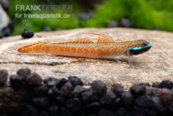 Annieae-Grundel, Stiphodon Annieae, 1 Paar -Boutique-Tierhandlung Stiphodon annieae 18