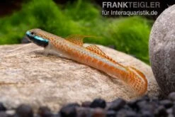 Annieae-Grundel, Stiphodon Annieae, 1 Paar -Boutique-Tierhandlung Stiphodon annieae 19