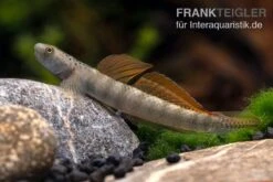 Orangeflossen-Grundel, Stiphodon Maculidorsalis, 1 Paar -Boutique-Tierhandlung Stiphodon maculidorsalis 7