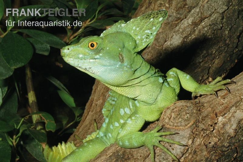 Stirnlappenbasilisk, Basiliscus Plumifrons 2 Stirnlappenbasilisk, Basiliscus Plumifrons – Bild 2