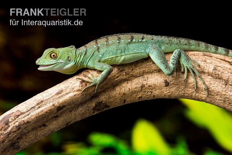 Stirnlappenbasilisk, Basiliscus Plumifrons 3 Stirnlappenbasilisk, Basiliscus Plumifrons – Bild 3