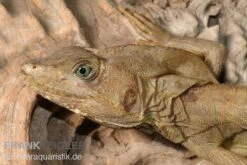 Streifenbasilisk, Basiliscus Vittatus -Boutique-Tierhandlung Streifenbasilisk Basiliscus vittatus 1