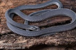 Südliche Feilennatter, Mehelya Capensis -Boutique-Tierhandlung Suedliche Feilennatter Mehelya capensis 3