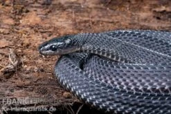 Südliche Feilennatter, Mehelya Capensis -Boutique-Tierhandlung Suedliche Feilennatter Mehelya capensis 5