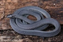 Südliche Feilennatter, Mehelya Capensis -Boutique-Tierhandlung Suedliche Feilennatter Mehelya capensis 6