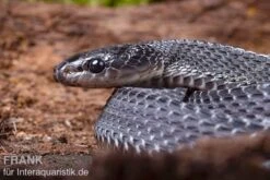 Südliche Feilennatter, Mehelya Capensis -Boutique-Tierhandlung Suedliche Feilennatter Mehelya capensis 7