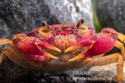 Lila Süßwasserkrabbe, Globithelphusa "indian Lilac" -Boutique-Tierhandlung Suesswasserkrabbe Globithelphusa indian lilac n3