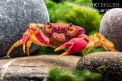 Lila Süßwasserkrabbe, Globithelphusa "indian Lilac" -Boutique-Tierhandlung Suesswasserkrabbe Globithelphusa indian lilac n4