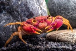 Lila Süßwasserkrabbe, Globithelphusa "indian Lilac" -Boutique-Tierhandlung Suesswasserkrabbe Globithelphusa indian lilac n5