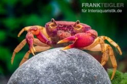 Lila Süßwasserkrabbe, Globithelphusa "indian Lilac" -Boutique-Tierhandlung Suesswasserkrabbe Globithelphusa indian lilac n6