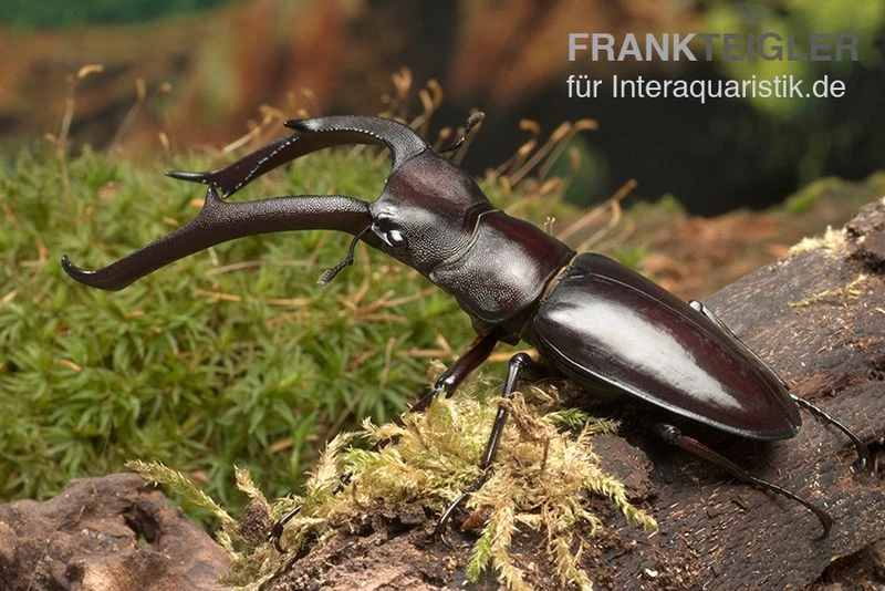 Sumatra-Hirschkäfer, Hexarthrius Mandibularis 1 Sumatra-Hirschkäfer, Hexarthrius Mandibularis