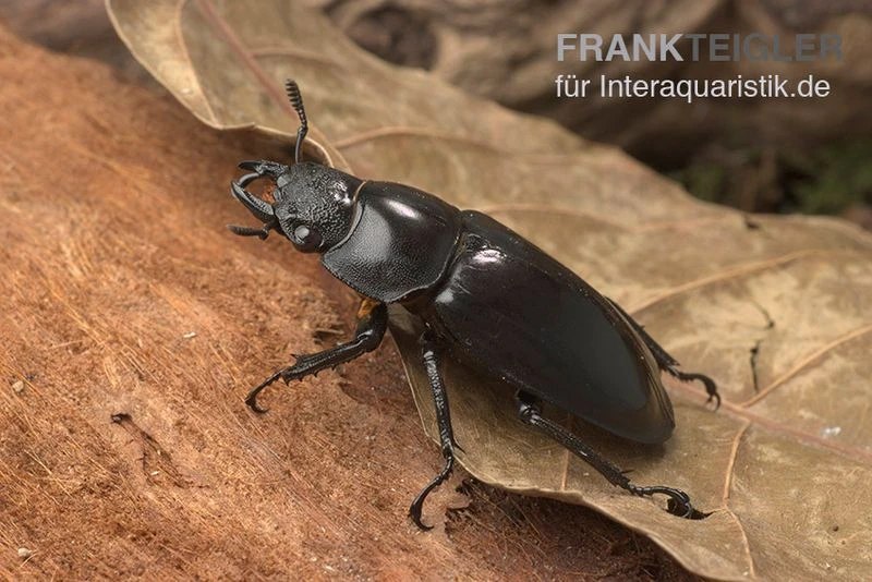 Sumatra-Hirschkäfer, Hexarthrius Mandibularis 2 Sumatra-Hirschkäfer, Hexarthrius Mandibularis – Bild 2