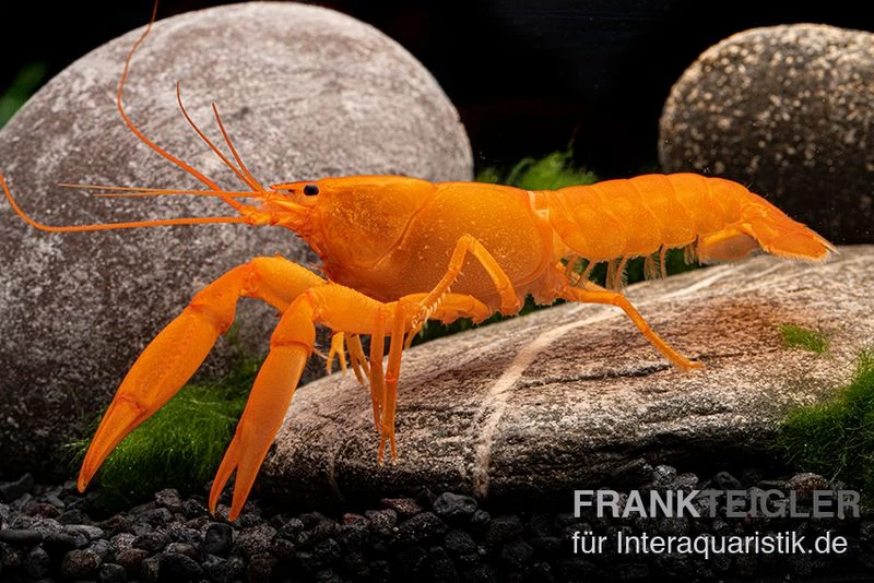 Superorangener Aprikosenkrebs, Cherax Cf. Holthuisi 2 Superorangener Aprikosenkrebs, Cherax Cf. Holthuisi – Bild 2