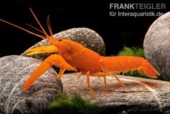 Superorangener Aprikosenkrebs, Cherax Cf. Holthuisi 9 Superorangener Aprikosenkrebs, Cherax Cf. Holthuisi -Boutique-Tierhandlung Superorangener Aprikosenkrebs Cherax cf holthuisi 03