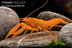 Superorangener Aprikosenkrebs, Cherax Cf. Holthuisi 11 Superorangener Aprikosenkrebs, Cherax Cf. Holthuisi -Boutique-Tierhandlung Superorangener Aprikosenkrebs Cherax cf holthuisi 05