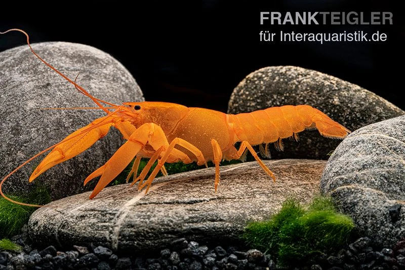 Superorangener Aprikosenkrebs, Cherax Cf. Holthuisi 6 Superorangener Aprikosenkrebs, Cherax Cf. Holthuisi – Bild 6