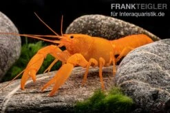 Superorangener Aprikosenkrebs, Cherax Cf. Holthuisi 13 Superorangener Aprikosenkrebs, Cherax Cf. Holthuisi -Boutique-Tierhandlung Superorangener Aprikosenkrebs Cherax cf holthuisi 07