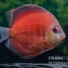 Diskusfisch ASIA-NZ, Symphysodon Discus Tomato